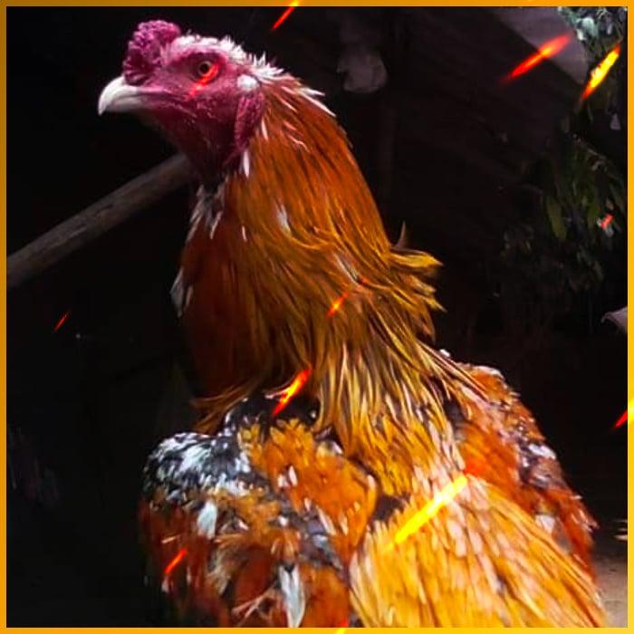 goat88bet คาสิโนอันดับหนึ่งของไทย ระบบรวดเร็ว เครดิตฟรีทันที